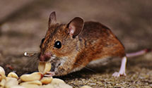 24 Hour & Emergency Exterminators in Shapleigh, ME